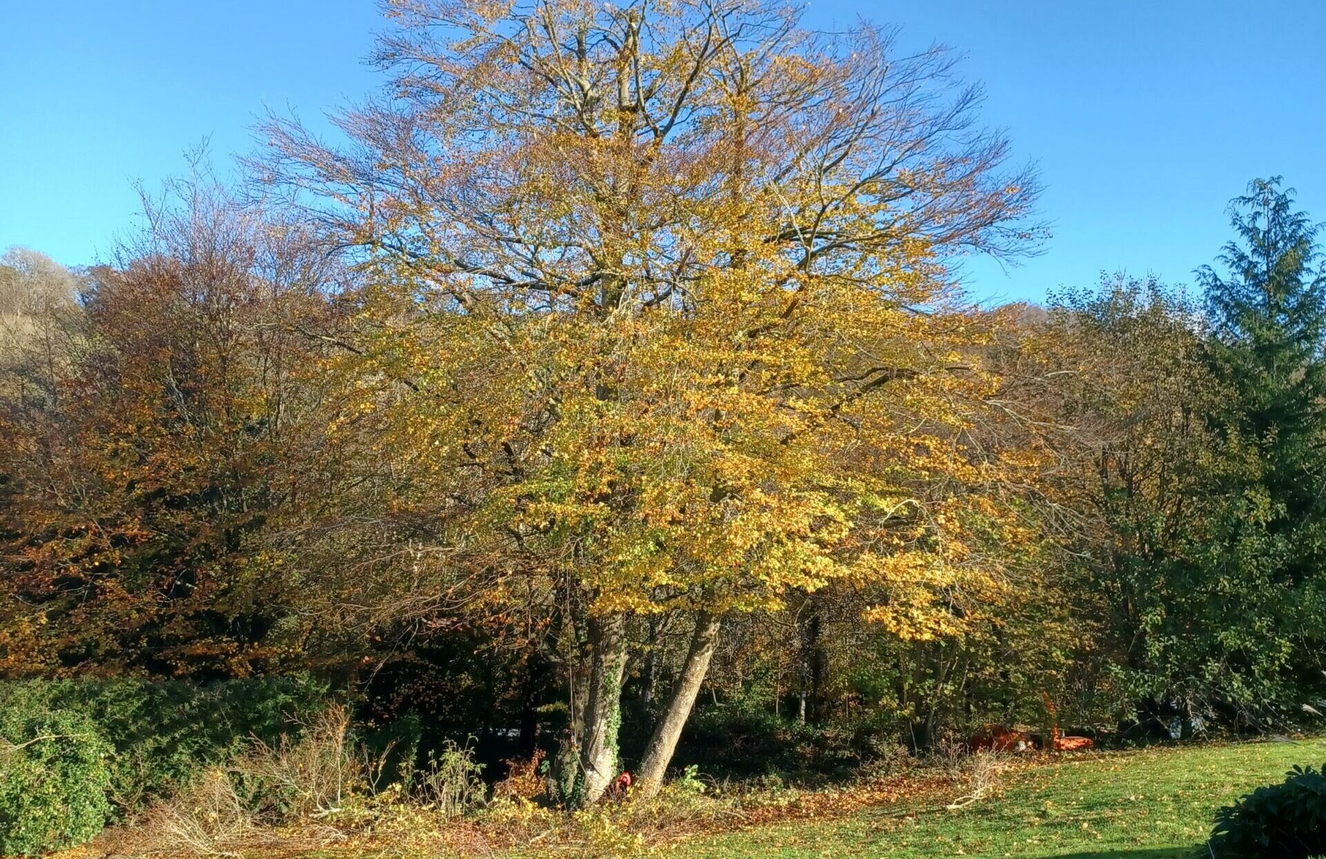 Tree Services Rory McCarthy Tree Care