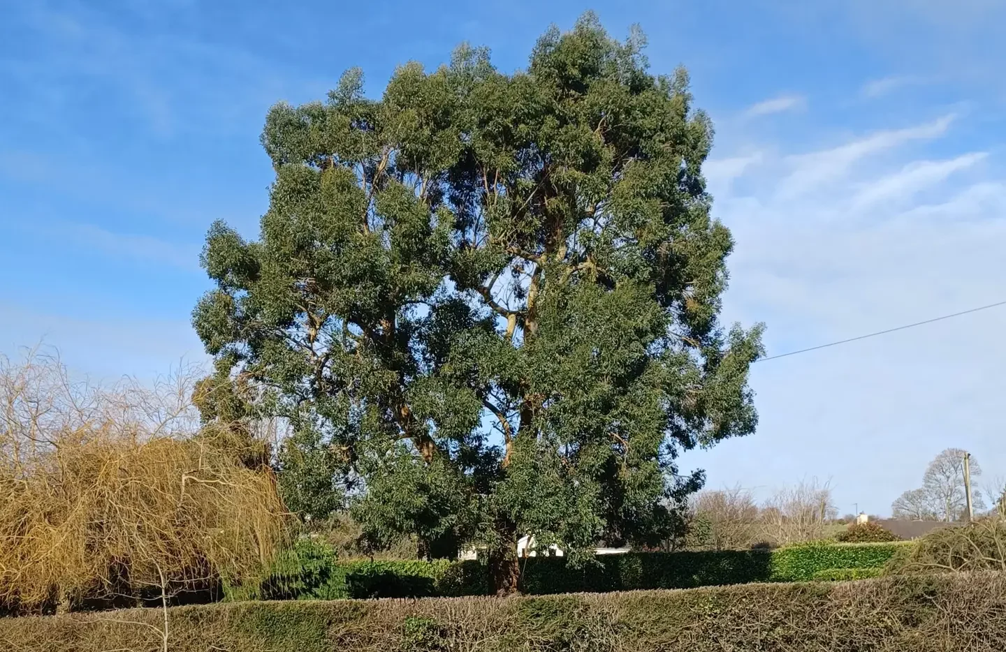 Tree Thinning Rory McCarthy Tree Care Cork