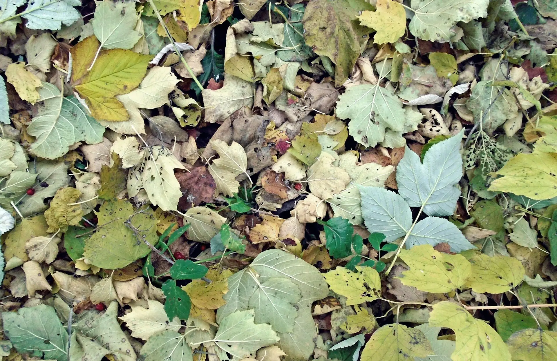 Leaf Blowing Tree Care